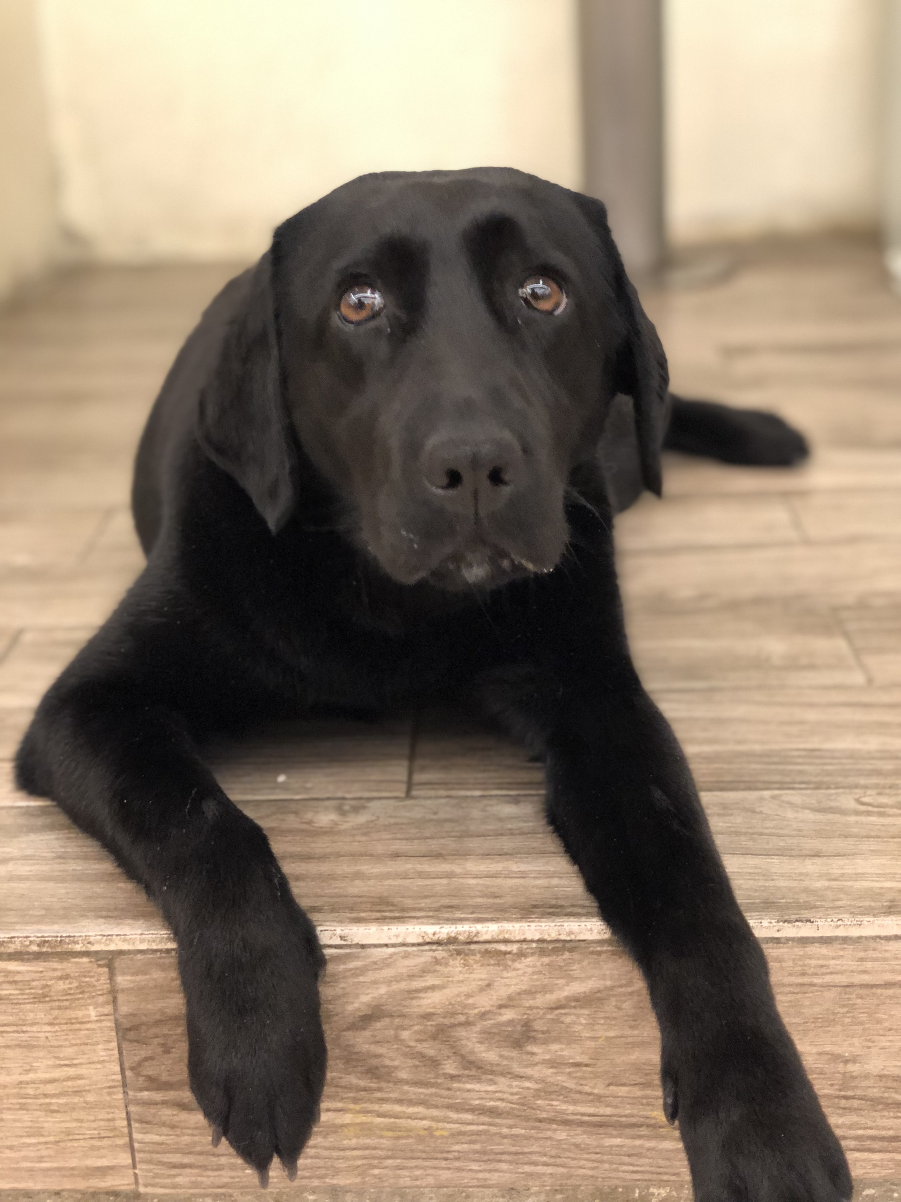 유기견보호센터 강아지보호소 고양이보호소 - 펫찾기 20번째 사진