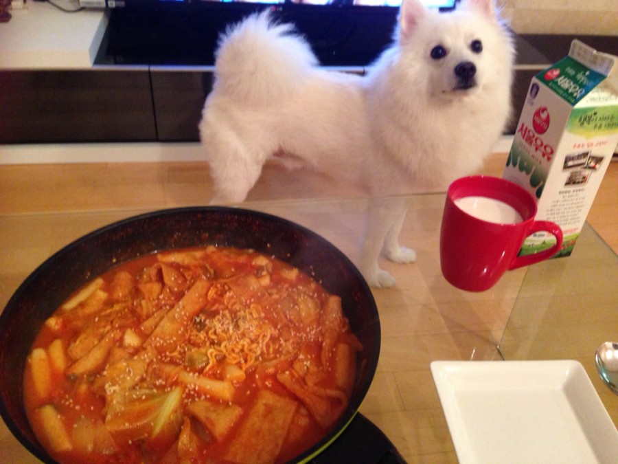 5살 스피츠 남아 찾아요 2번째 사진