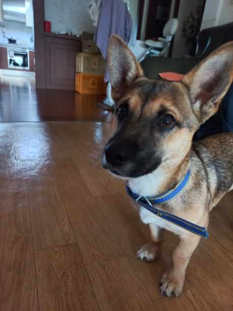 유기견보호센터 강아지보호소 고양이보호소 - 펫찾기 17번째 사진