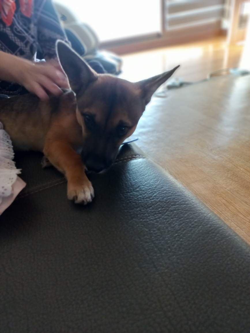 유기견보호센터 강아지보호소 고양이보호소 - 펫찾기 19번째 사진