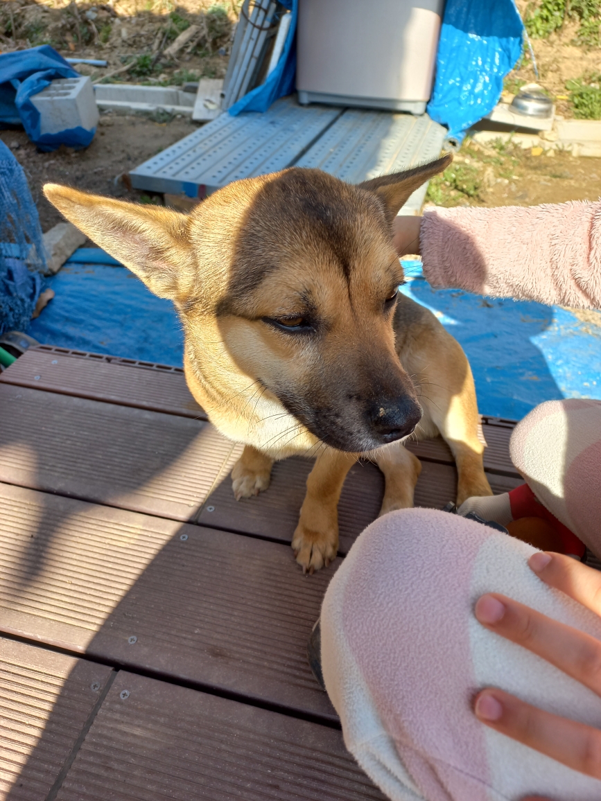 유기견보호센터 강아지보호소 고양이보호소 - 펫찾기 18번째 사진