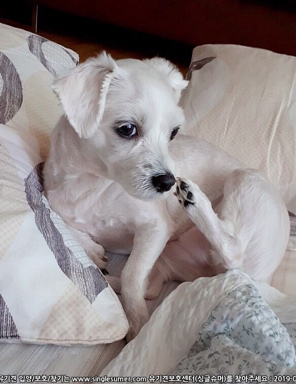 말티즈 찾아주세요