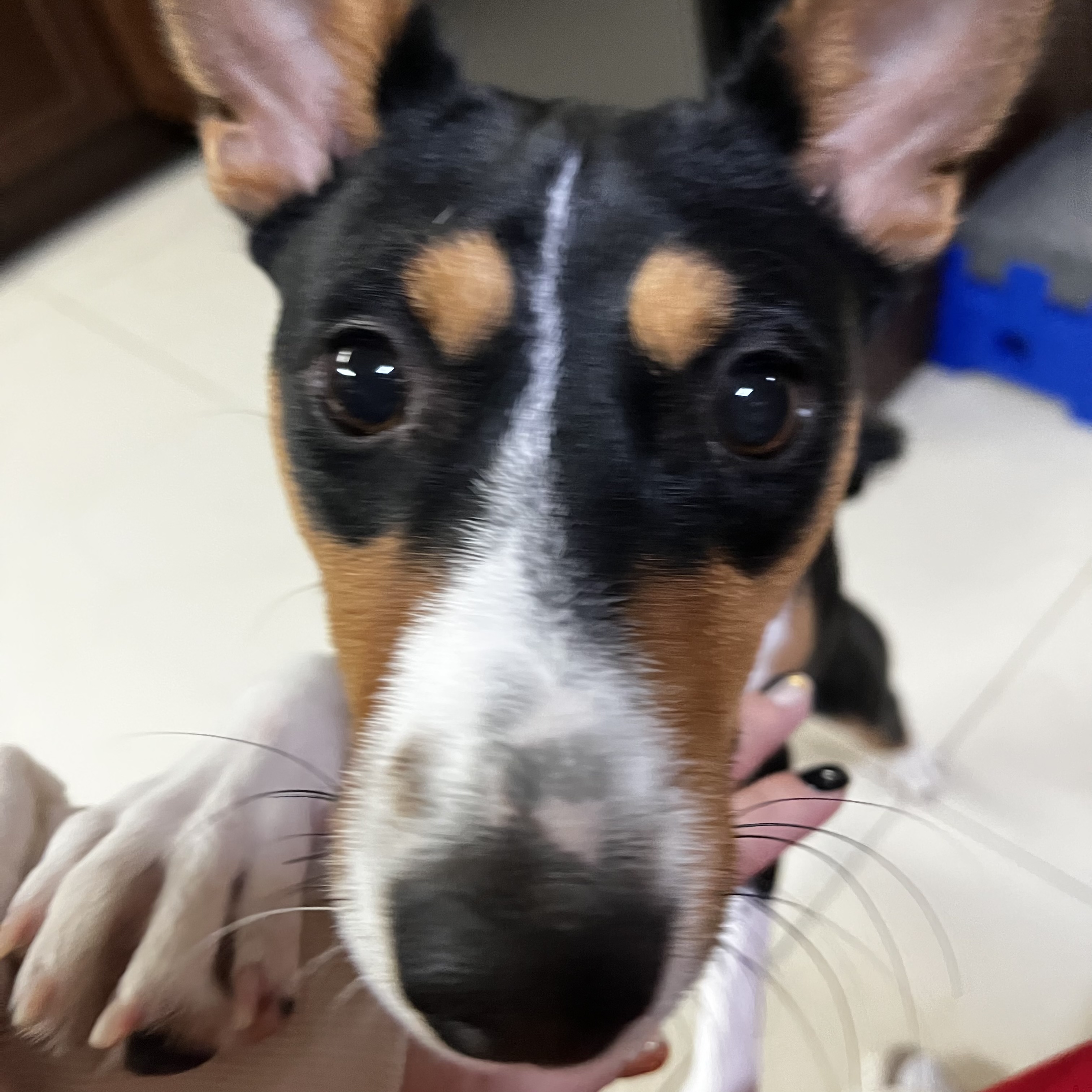 유기견보호센터 강아지보호소 고양이보호소 - 펫찾기 9번째 사진