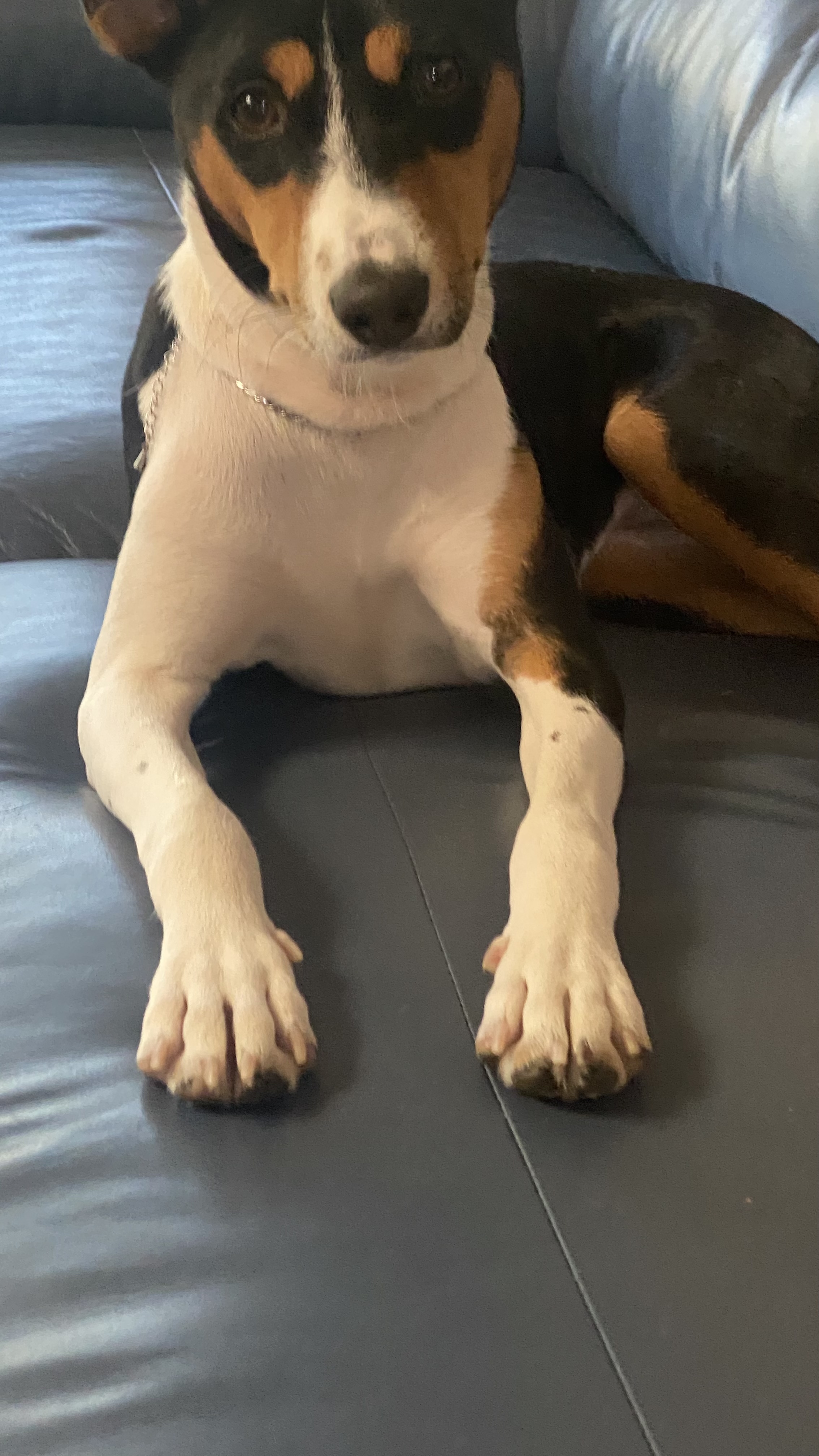 유기견보호센터 강아지보호소 고양이보호소 - 펫찾기 8번째 사진