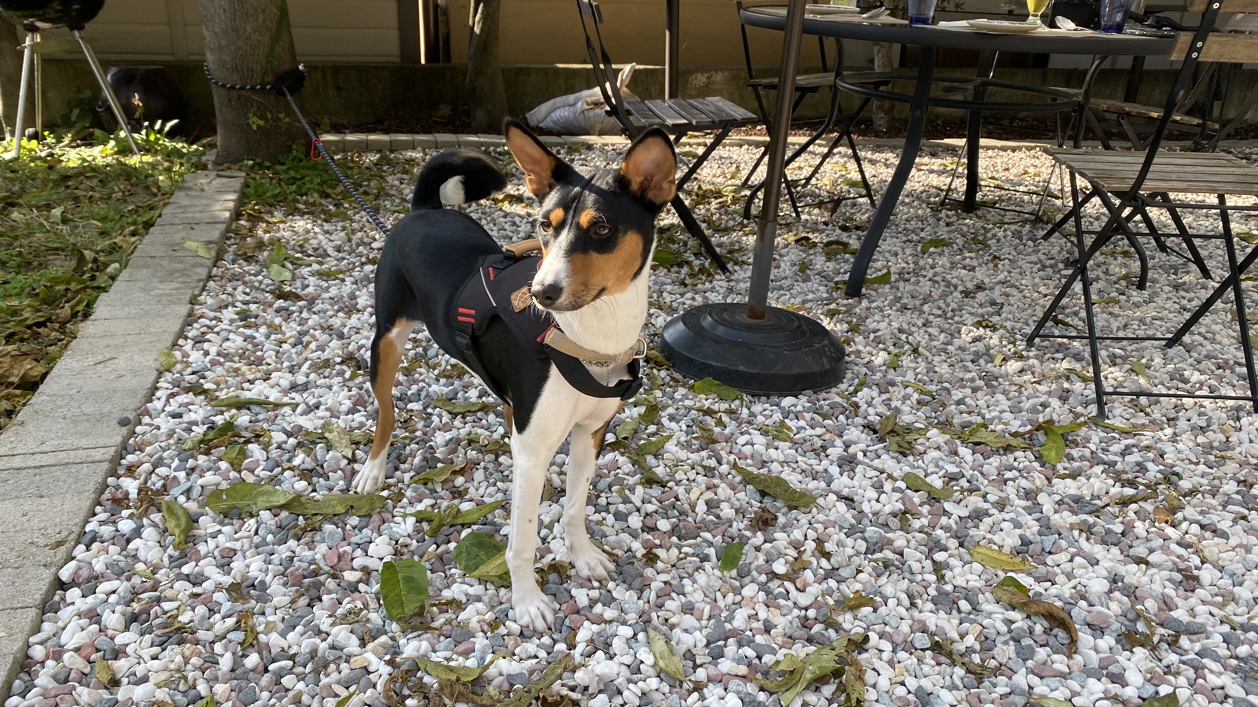 유기견보호센터 강아지보호소 고양이보호소 - 펫찾기 7번째 사진