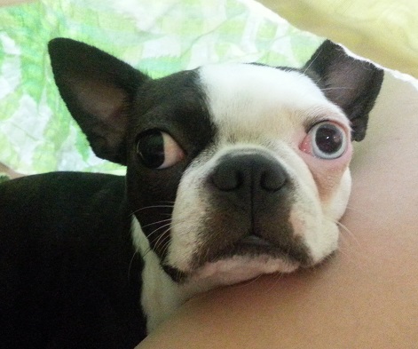 경남 창원시 합포구 내서읍에서 강아지 찾습니다 - 강아지 찾아요 - 유기견 보호 센터 - 이미지 1