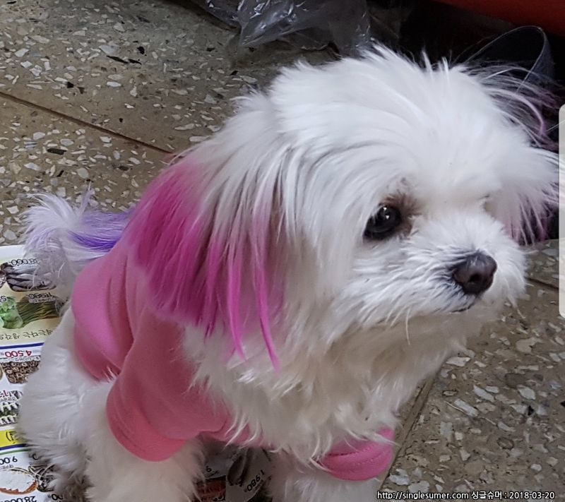 유기견보호센터 강아지보호소 고양이보호소 - 펫찾기 15번째 사진