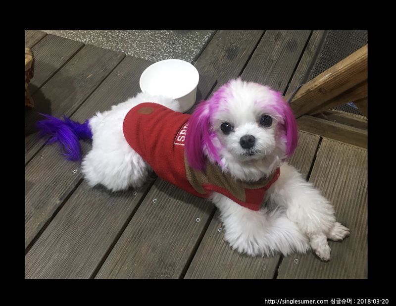 유기견보호센터 강아지보호소 고양이보호소 - 펫찾기 16번째 사진