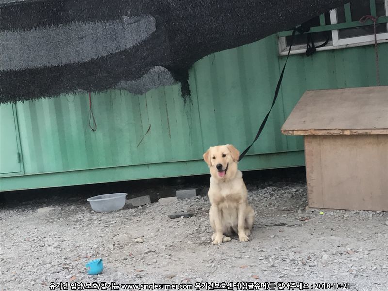 유기견보호센터 강아지보호소 고양이보호소 - 펫찾기 21번째 사진
