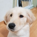 유기견보호센터 강아지보호소 고양이보호소 - 펫찾기 20번째 사진