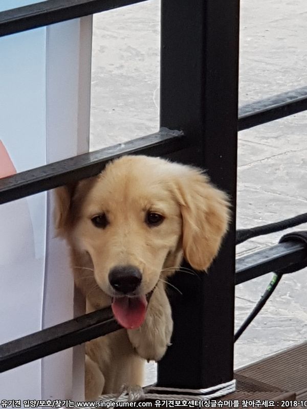 유기견보호센터 강아지보호소 고양이보호소 - 펫찾기 19번째 사진