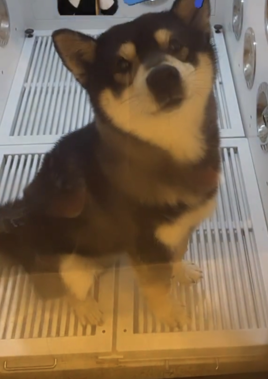 유기견보호센터 강아지보호소 고양이보호소 - 펫찾기 42번째 사진