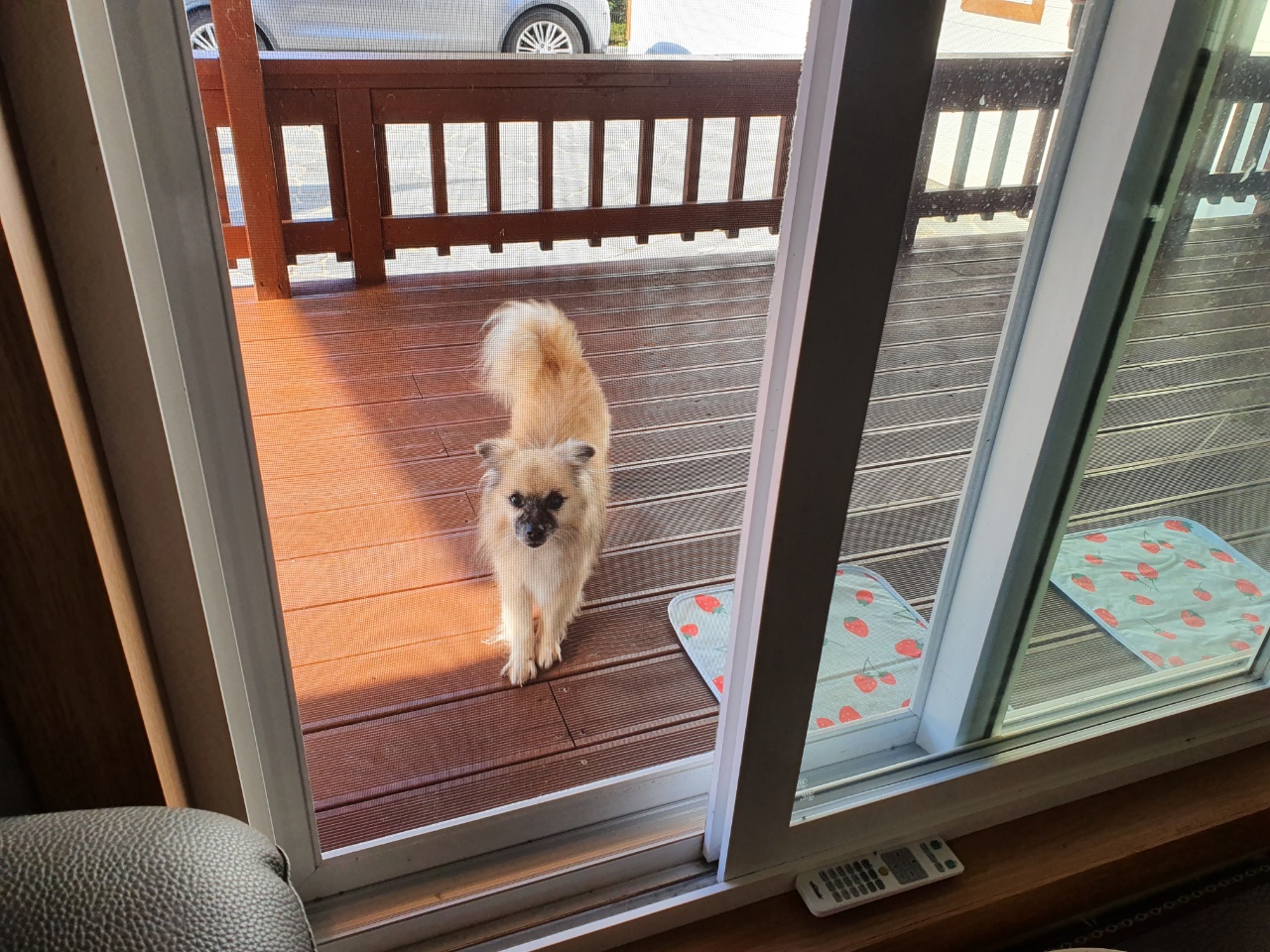 유기견보호센터 강아지보호소 고양이보호소 - 펫찾기 11번째 사진