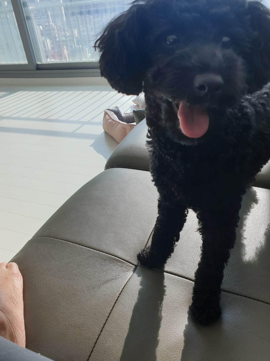 유기견보호센터 강아지보호소 고양이보호소 - 펫찾기 24번째 사진