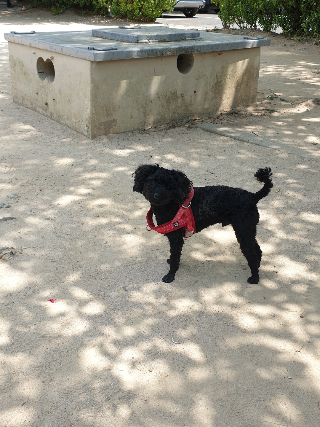 유기견보호센터 강아지보호소 고양이보호소 - 펫찾기 23번째 사진