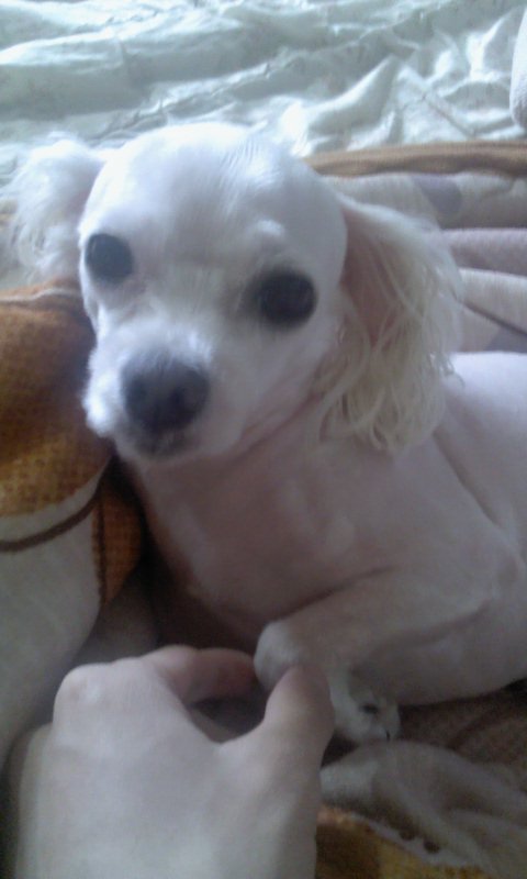 강아지찾습니다 - 강아지 찾아요 - 유기견 보호 센터 - 이미지 1