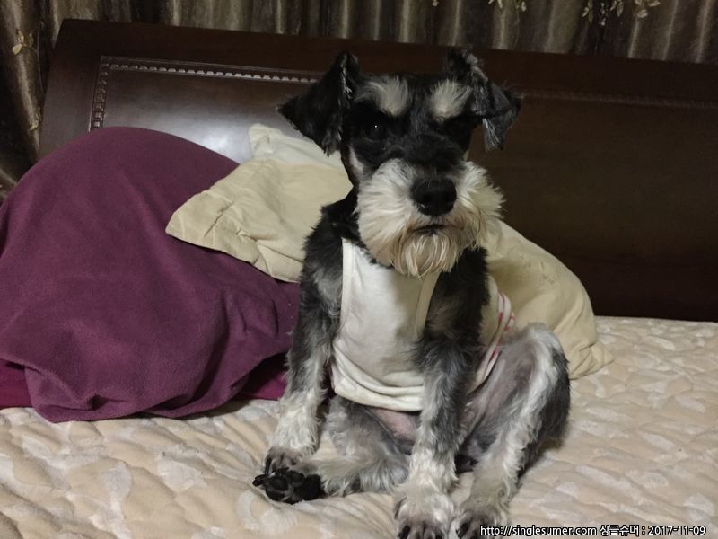 비숑프리제 슈나우져 찾아요 2번째 사진