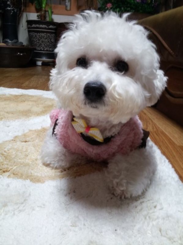 비숑프리제 슈나우져 찾아요