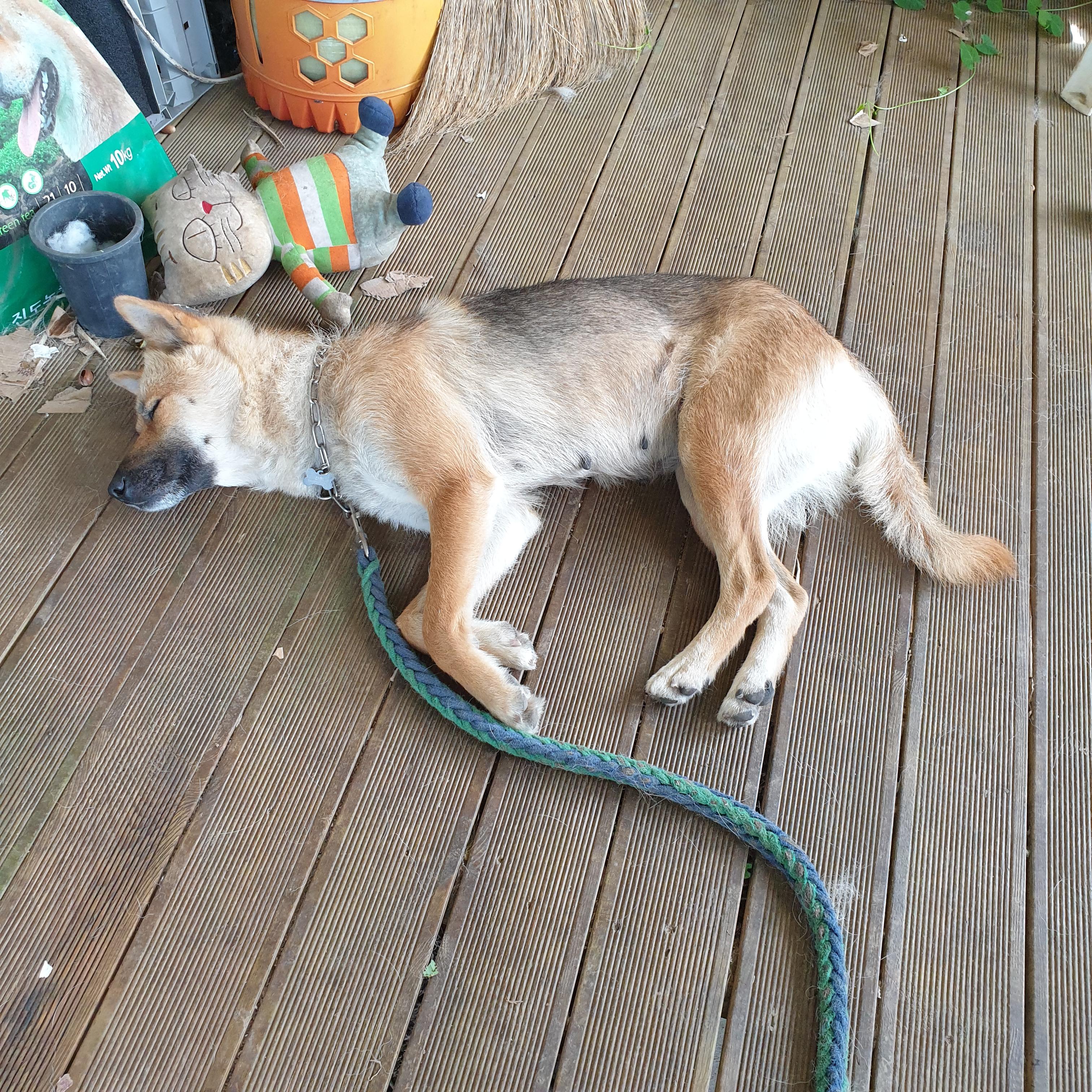 풍산개 찾습니다-5일만에 찾았습니다 - 강아지 찾아요 - 유기견 보호 센터 - 이미지 2