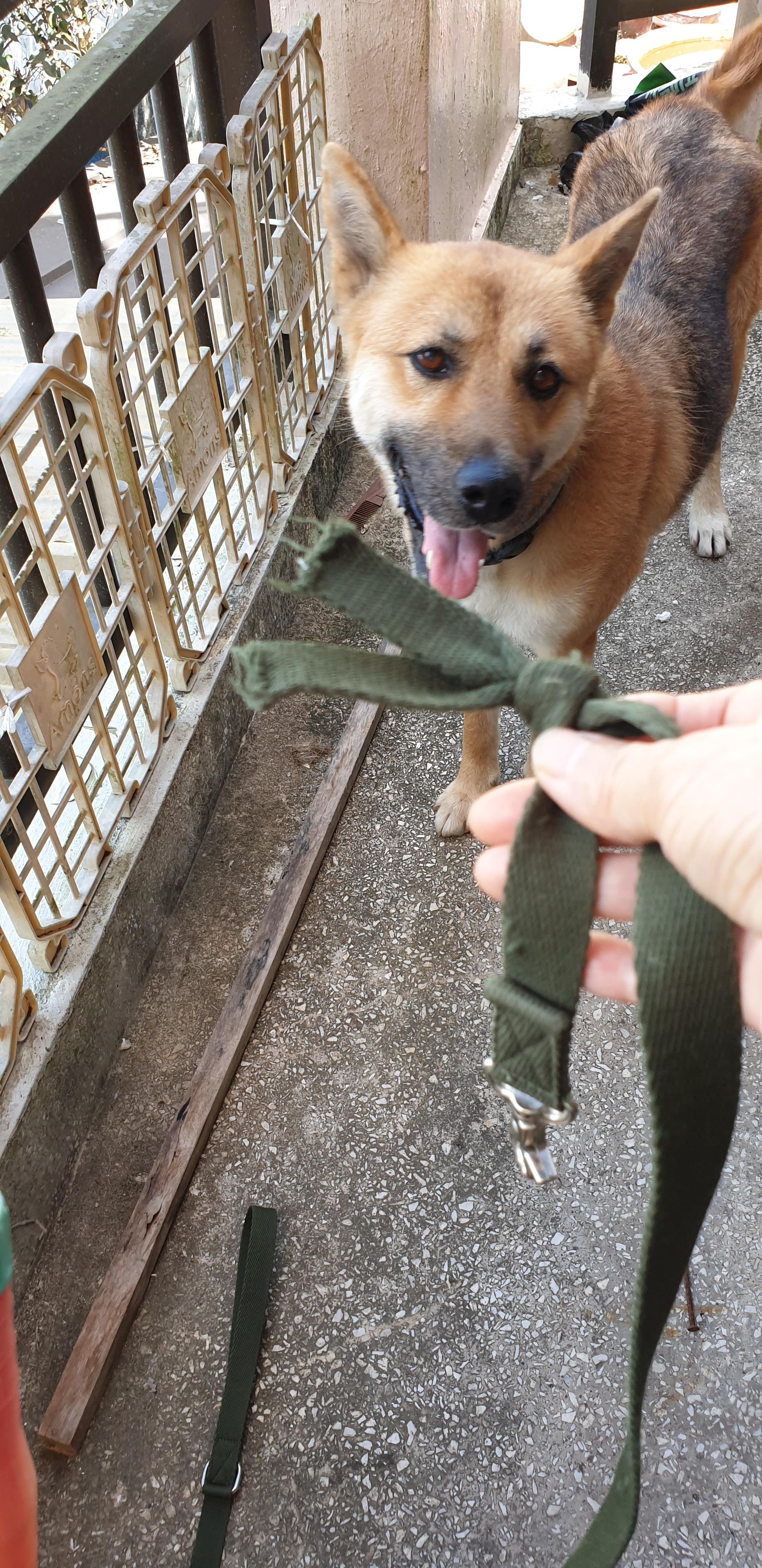 풍산개 찾습니다-5일만에 찾았습니다 - 강아지 찾아요 - 유기견 보호 센터 - 이미지 1