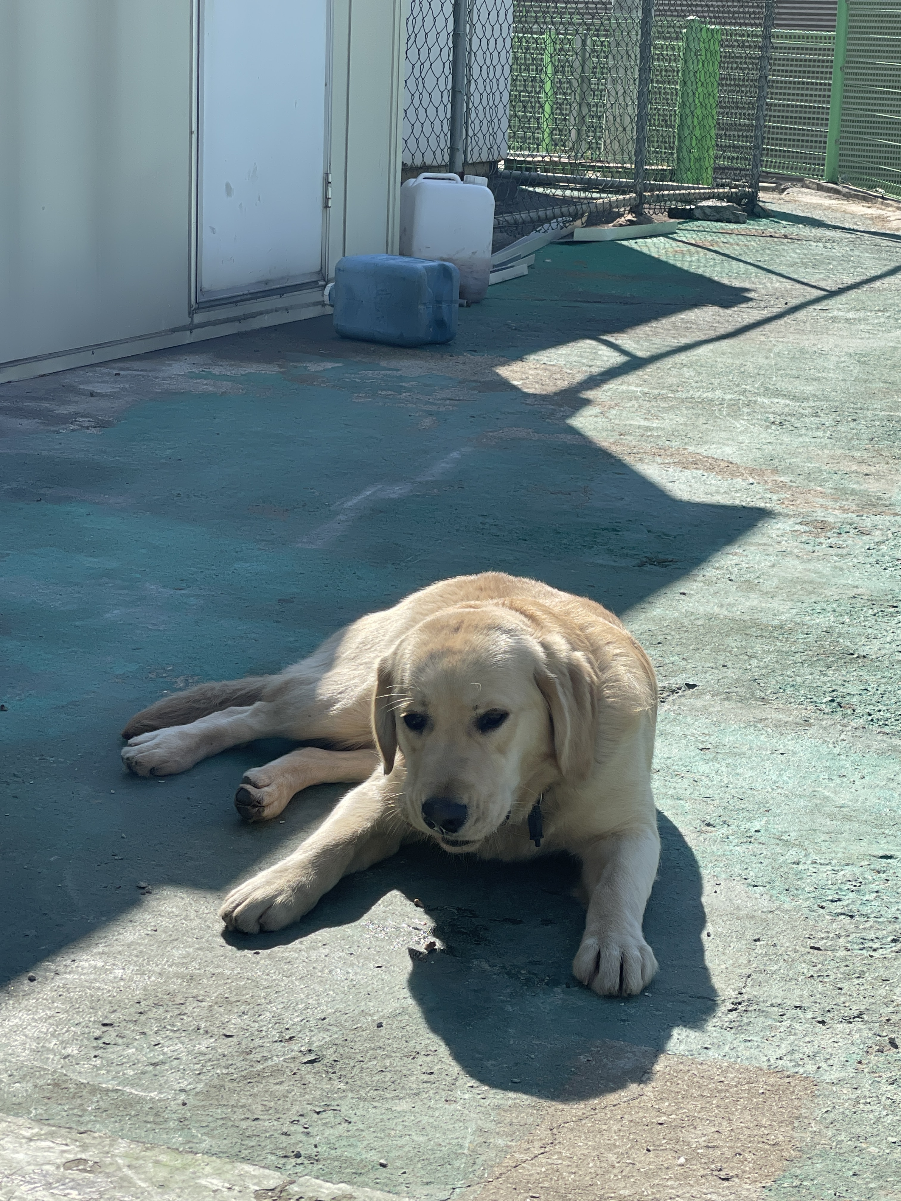 유기견보호센터 강아지보호소 고양이보호소 - 펫찾기 10번째 사진