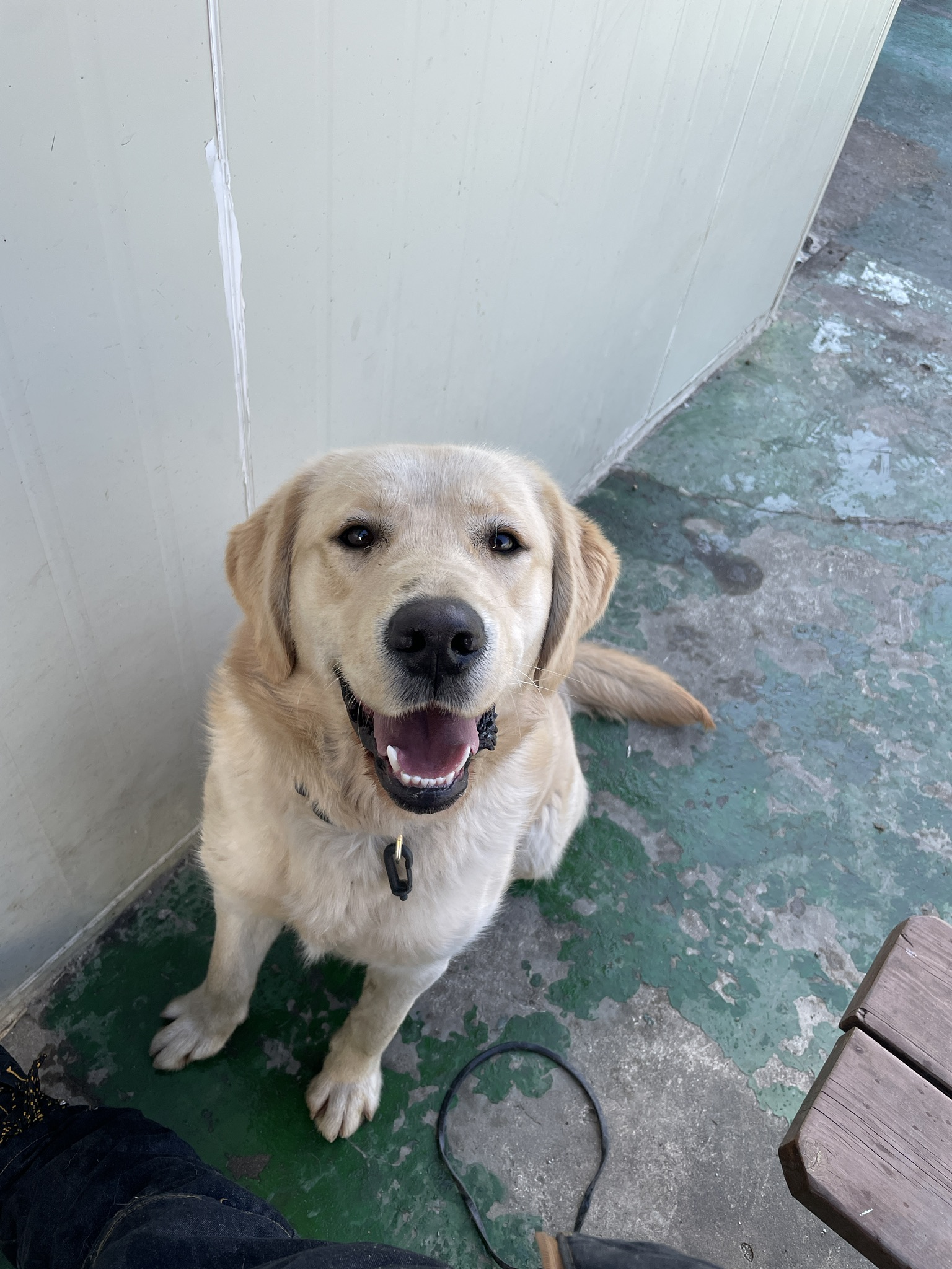 유기견보호센터 강아지보호소 고양이보호소 - 펫찾기 11번째 사진