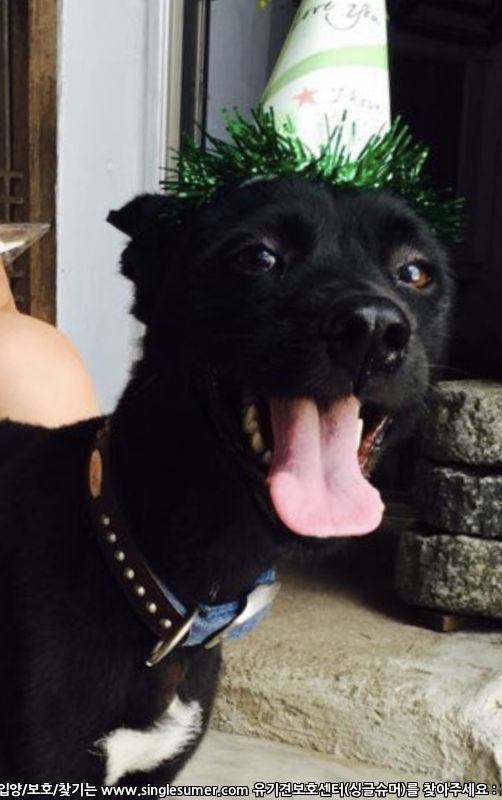 유기견보호센터 강아지보호소 고양이보호소 - 펫찾기 11번째 사진