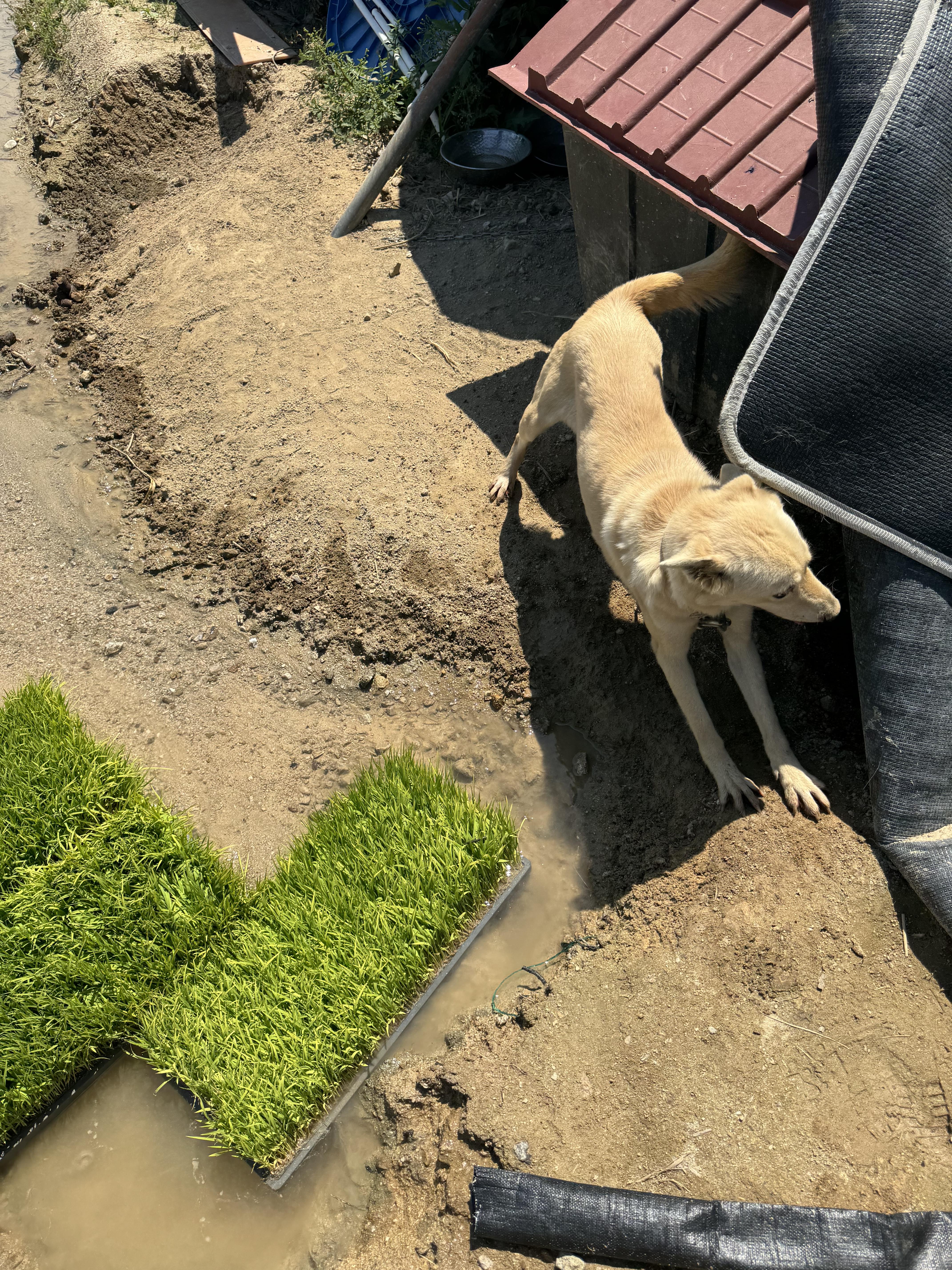 유기견보호센터 강아지보호소 고양이보호소 - 펫찾기 8번째 사진