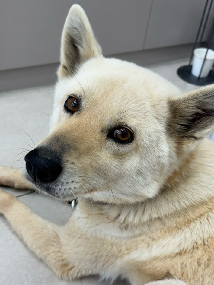 유기견보호센터 강아지보호소 고양이보호소 - 펫찾기 13번째 사진