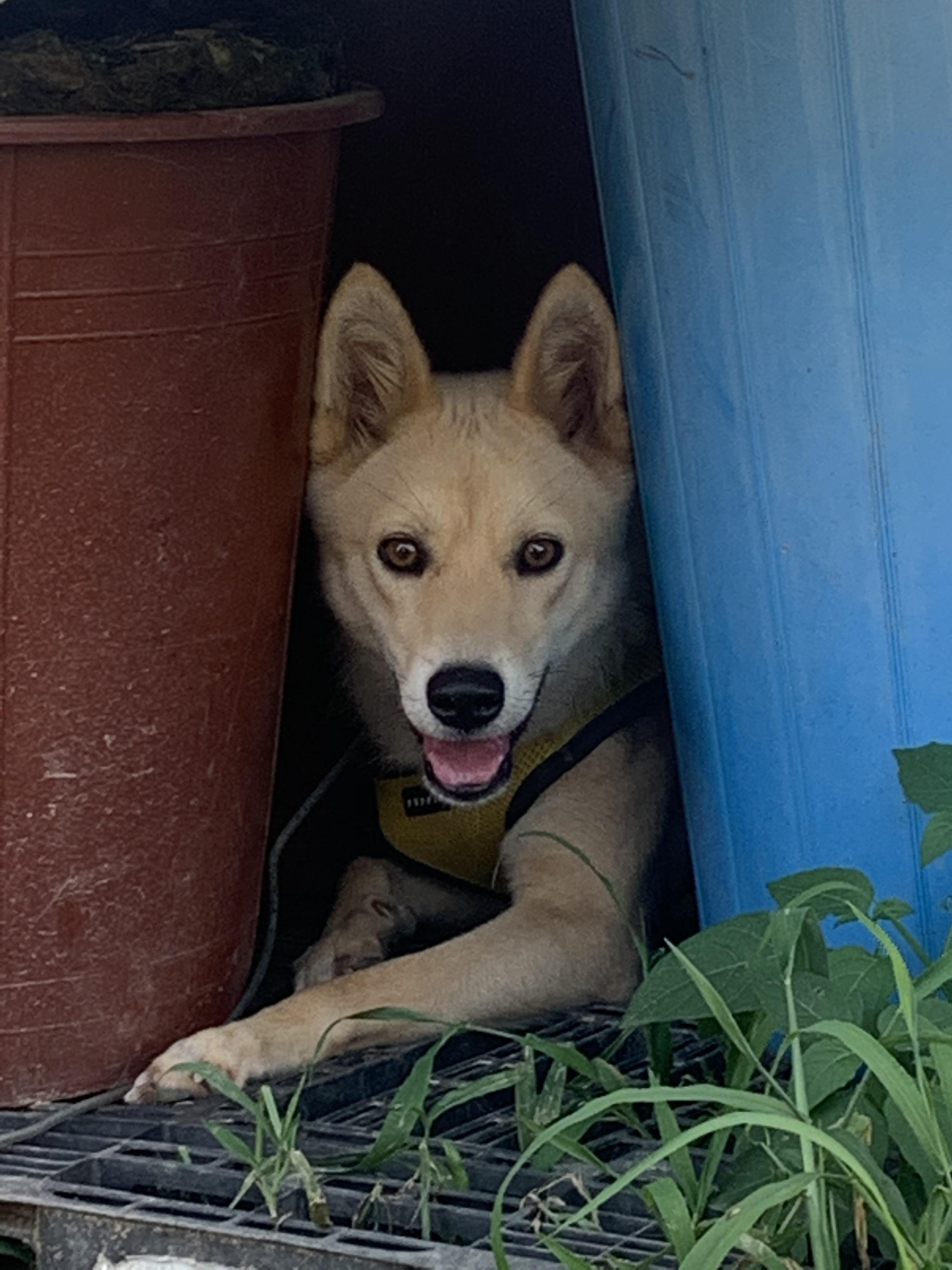 유기견보호센터 강아지보호소 고양이보호소 - 펫찾기 12번째 사진