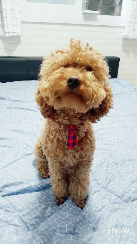 유기견보호센터 강아지보호소 고양이보호소 - 펫찾기 9번째 사진