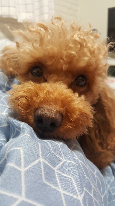 유기견보호센터 강아지보호소 고양이보호소 - 펫찾기 10번째 사진