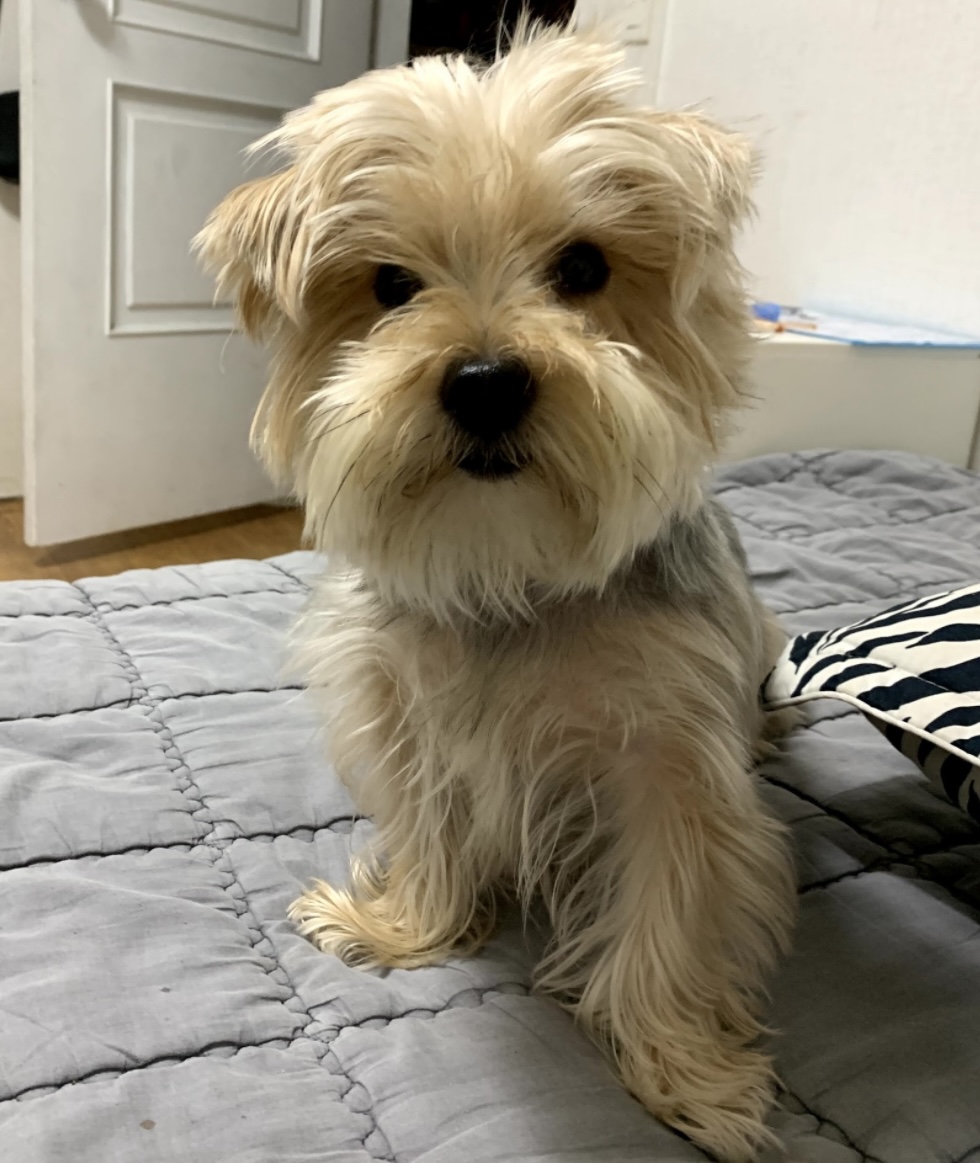 유기견보호센터 강아지보호소 고양이보호소 - 펫찾기 23번째 사진