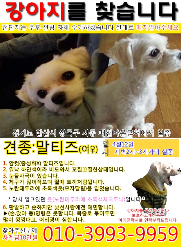 저희쪼꼬좀 찾아주세요 제발부탁드립니다.... - 강아지 찾아요 - 유기견 보호 센터 - 이미지 1