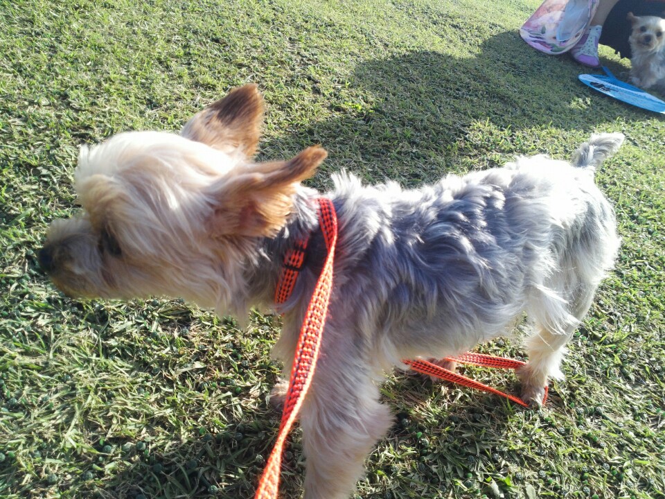 유기견보호센터 강아지보호소 고양이보호소 - 펫찾기