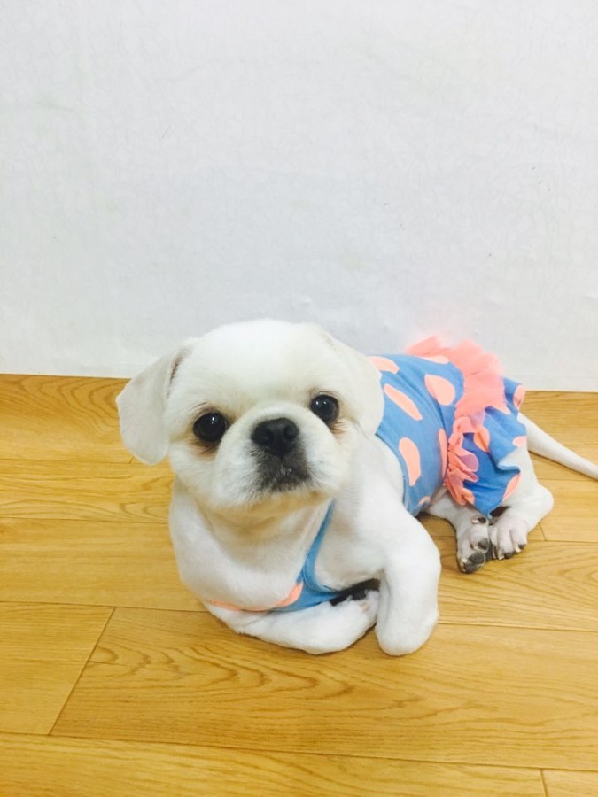 유기견보호센터 강아지보호소 고양이보호소 - 펫찾기 6번째 사진