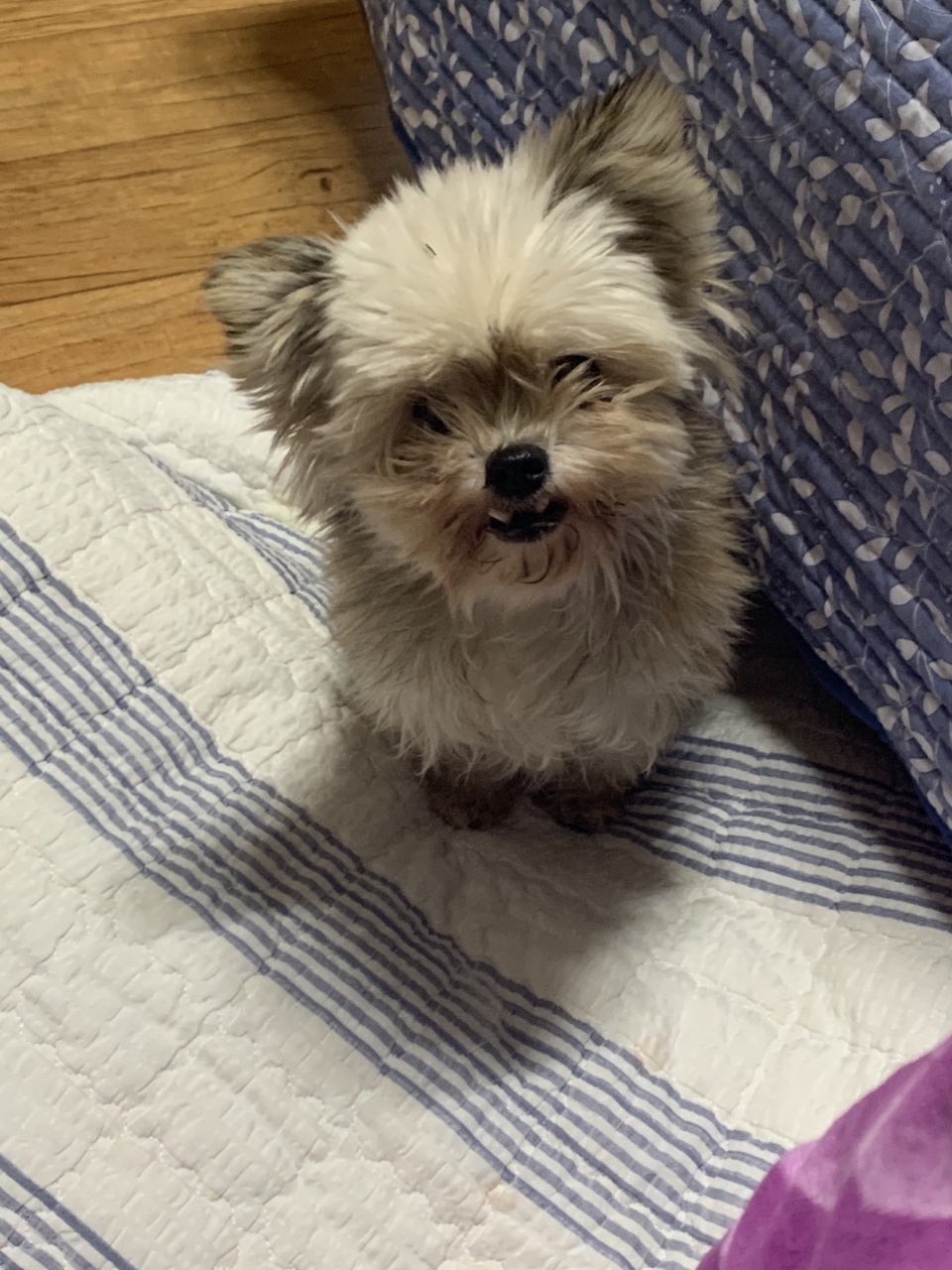 유기견보호센터 강아지보호소 고양이보호소 - 펫찾기 26번째 사진