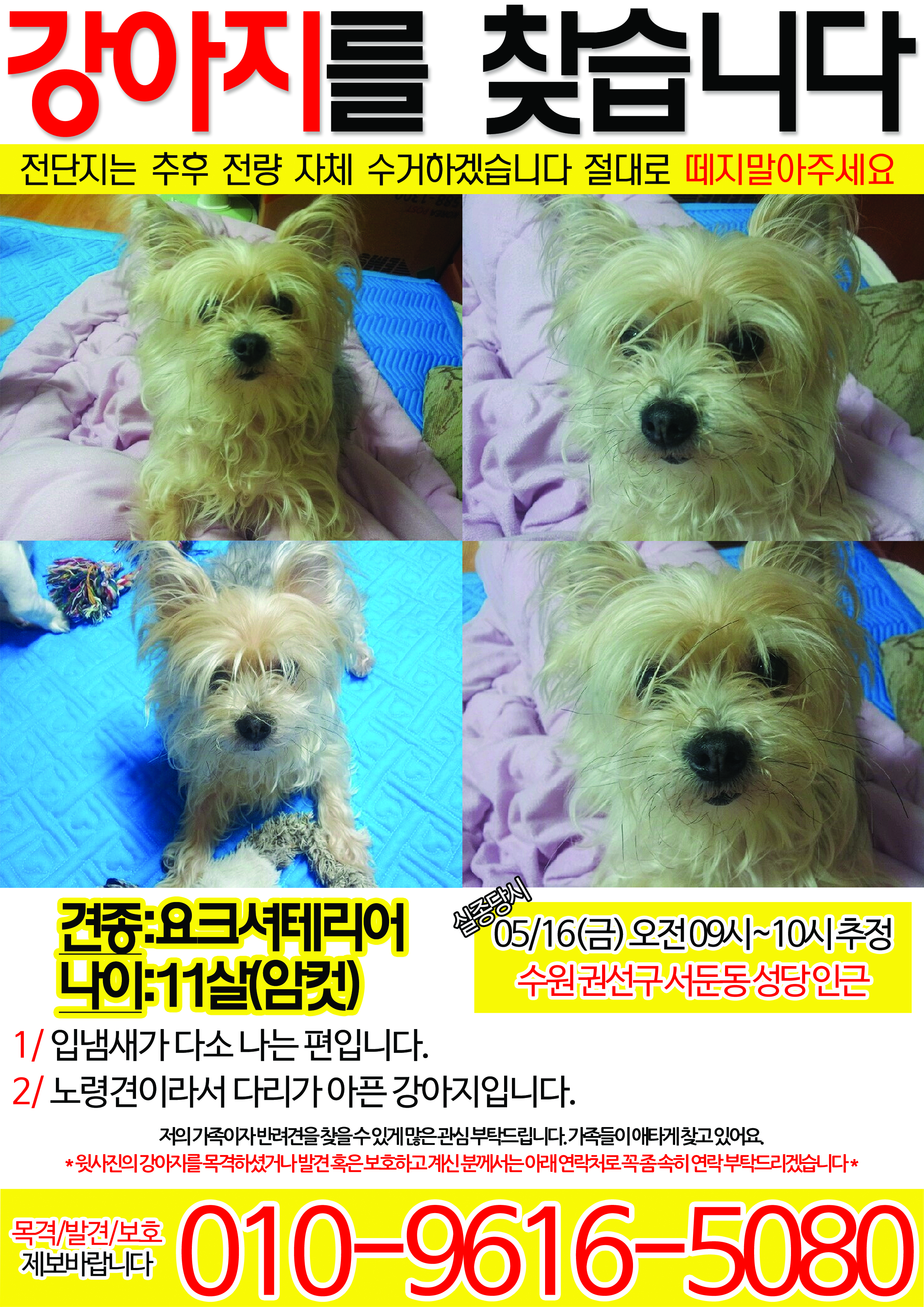 수원 서둔동 요키 암컷 찾아요.. - 강아지 찾아요 - 유기견 보호 센터 - 이미지 1