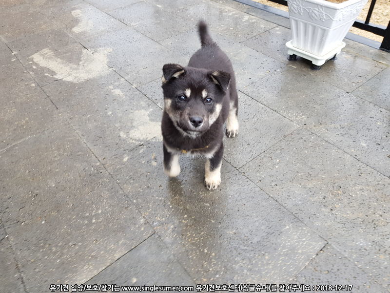 유기견보호센터 강아지보호소 고양이보호소 - 펫찾기 12번째 사진