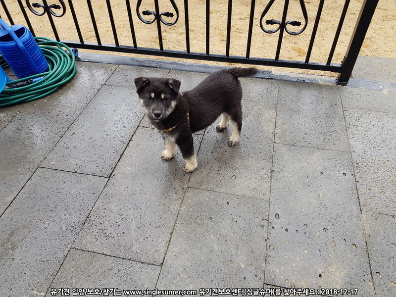 유기견보호센터 강아지보호소 고양이보호소 - 펫찾기 11번째 사진