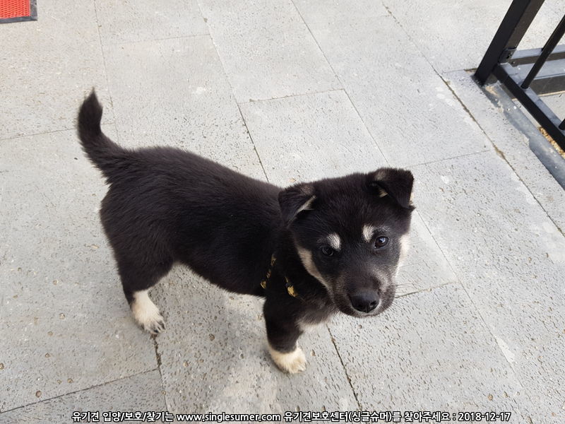 유기견보호센터 강아지보호소 고양이보호소 - 펫찾기 13번째 사진