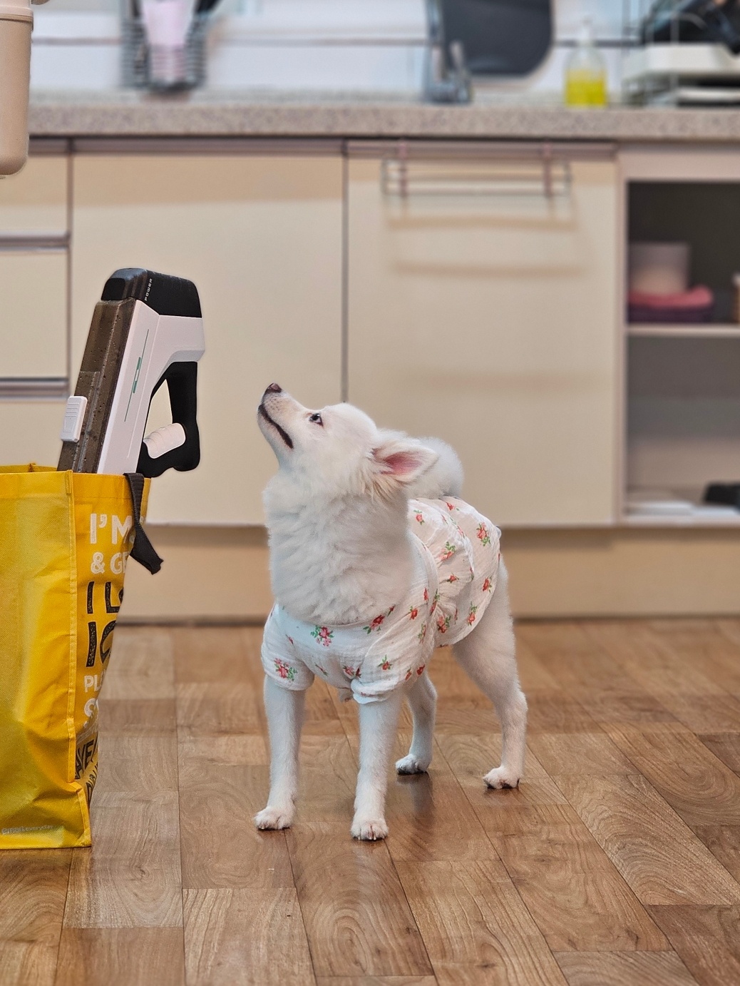 유기견보호센터 강아지보호소 고양이보호소 - 펫찾기 6번째 사진
