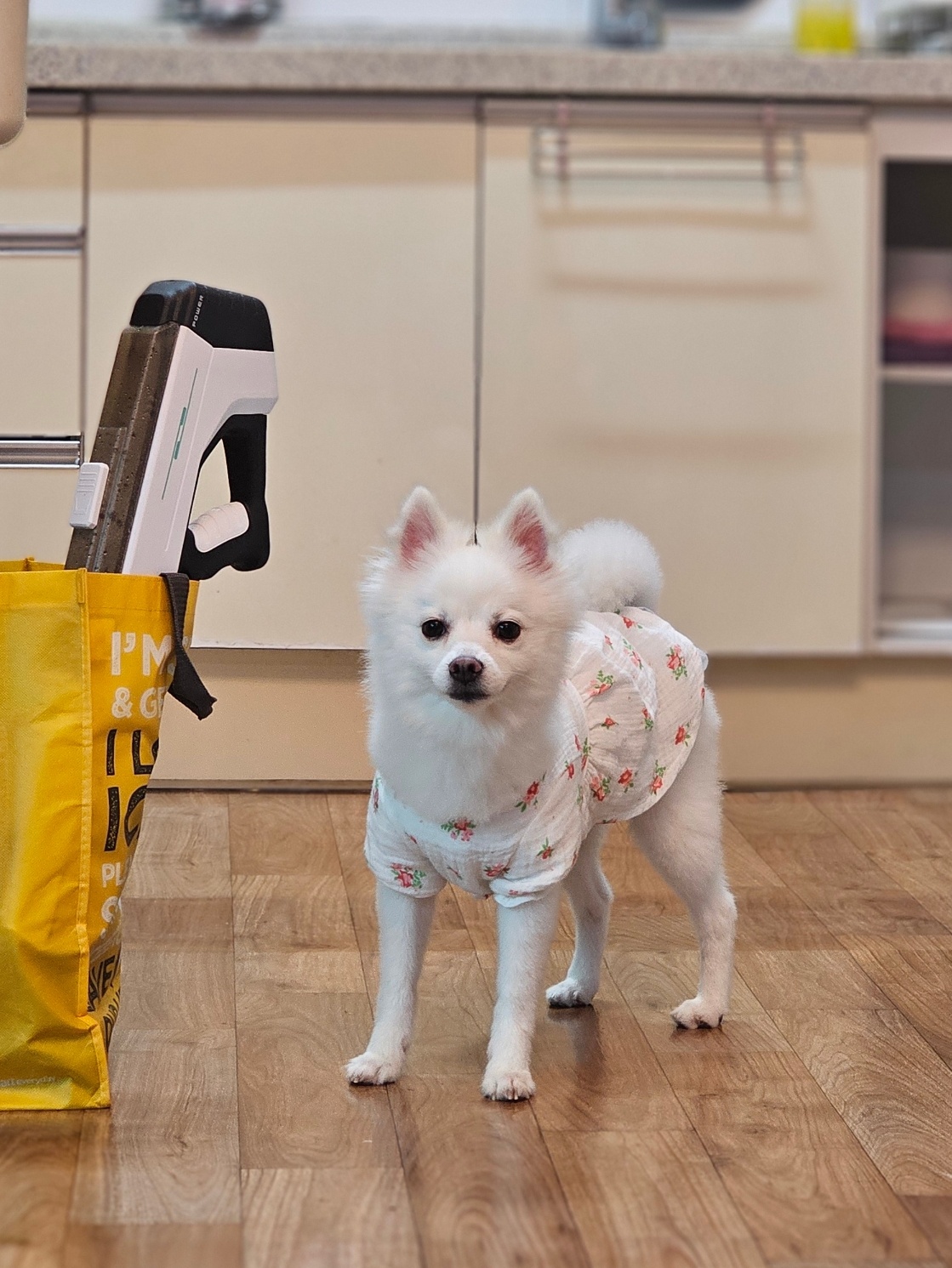 유기견보호센터 강아지보호소 고양이보호소 - 펫찾기 5번째 사진
