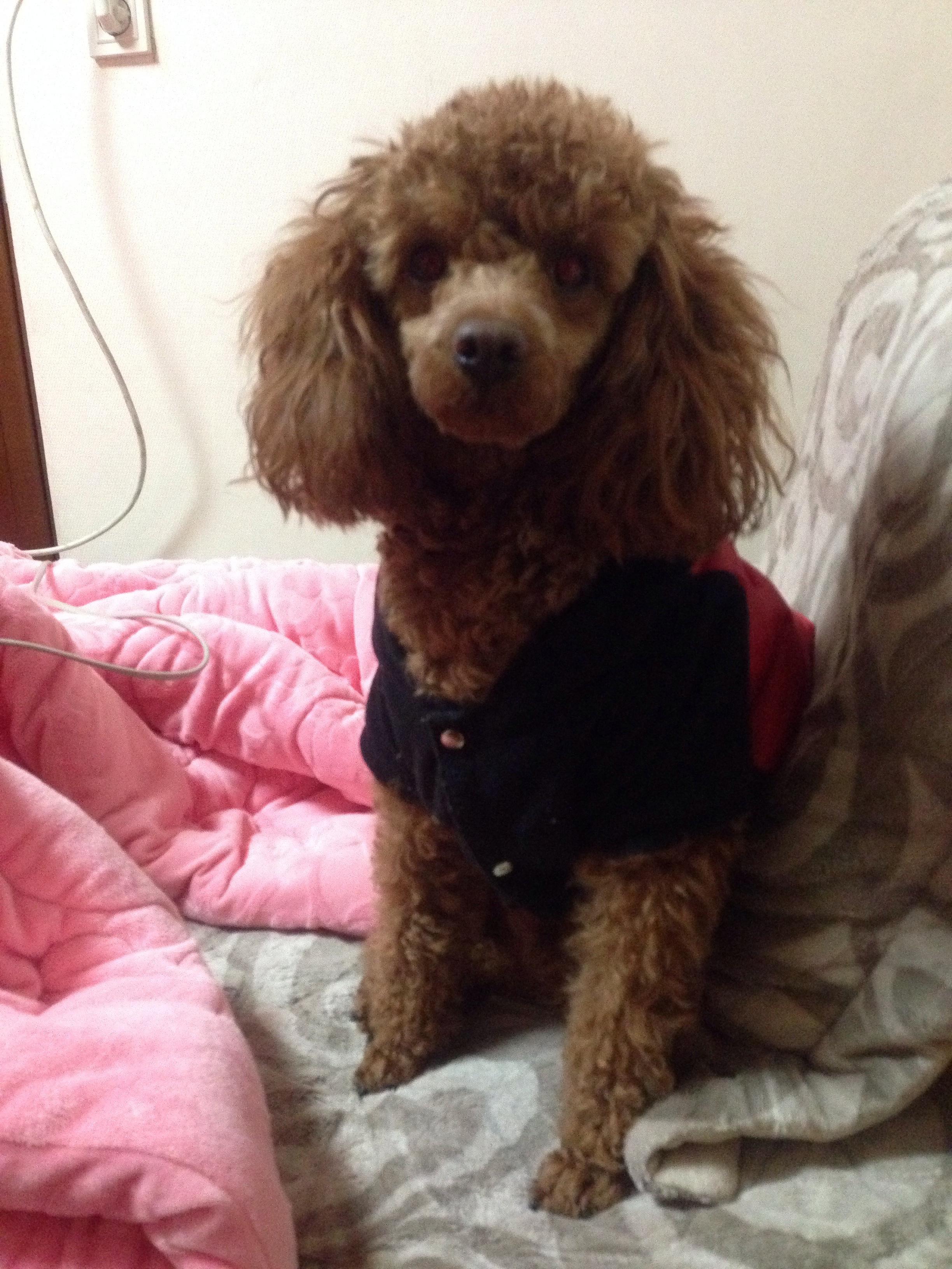 부산남포동갈색푸들 찾아요 - 강아지 찾아요 - 유기견 보호 센터 - 이미지 1