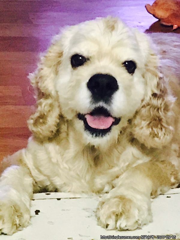 유기견보호센터 강아지보호소 고양이보호소 - 펫찾기 14번째 사진