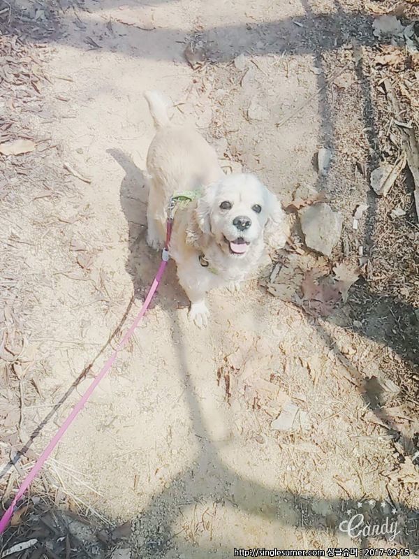 유기견보호센터 강아지보호소 고양이보호소 - 펫찾기 16번째 사진