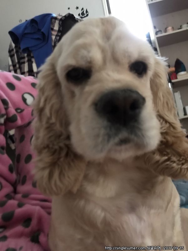 유기견보호센터 강아지보호소 고양이보호소 - 펫찾기 15번째 사진