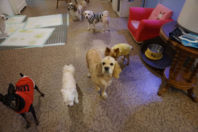 유기견보호센터 강아지보호소 고양이보호소 - 펫찾기 17번째 사진