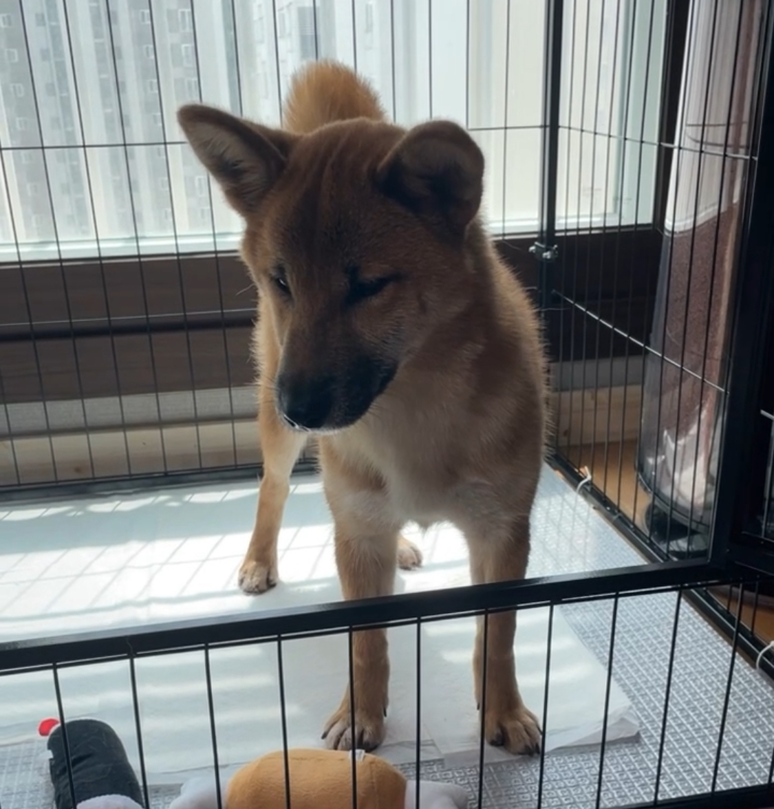 유기견보호센터 강아지보호소 고양이보호소 - 펫찾기 21번째 사진