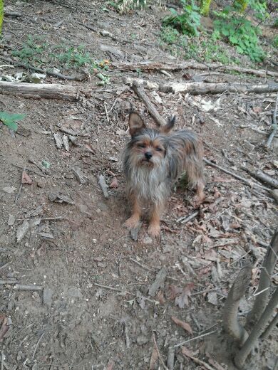 유기견 발견 했습니다. - 강아지 찾아요 - 유기견 보호 센터 - 이미지 1